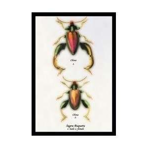  Beetle Chinese Sagra Buquetu #1 24x36 Giclee