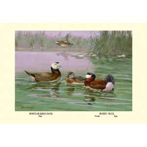  White Headed and Ruddy Ducks 20x30 Poster Paper