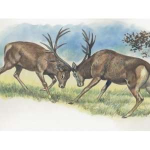  Close Up of Two Elks Fighting in the Forest (Cervus 