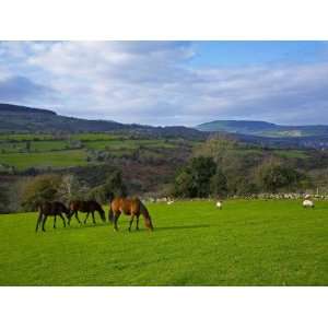 Horses and Sheep in the Barrow Valley, Near St Mullins, County Carlow 