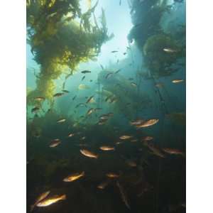 Juvenile Copper Rockfish Hiding Among, Giant Kelp, Browning Passage 