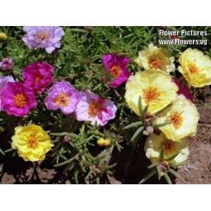   Mixed Colors MOSS ROSE Portulaca Flower Seeds Patio, Lawn & Garden