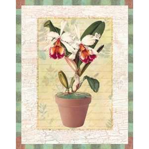 com Walter Robertson   Potted Cattleya Size 10x8 by Walter Robertson 