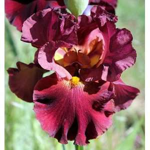  Rip City Bearded Iris Perennial   Potted Patio, Lawn & Garden