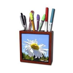  Patricia Sanders Flowers   Spring Daisy  Flowers  Floral 