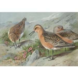   Archibald Thorburn   24 x 24 inches   A Trio Of Kno