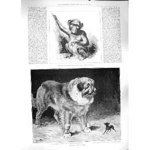   1889 CHIMPANZEE ZOOLOGICAL KENNEL CLUB DOG SHOW WAIN