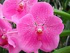 Vanda Bangkok Pink Hybrid Orchid Plant