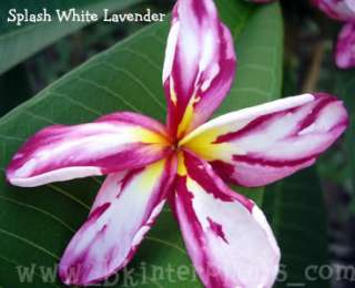 You can see my other variegated and rare plants Click Here ^Bkshop^