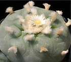   rare sacred cactus seeds~Astrophy​tum cacti Seeds~Ariocarp​us