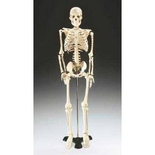  Mr. Thrifty Skeleton, an anatomically accurate skeleton 