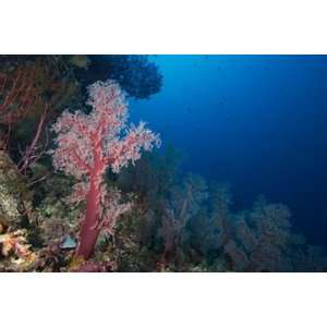  Soft Coral In Indonesia Wall Mural