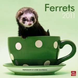  Ferrets 2011 Wall Calendar 12 X 12