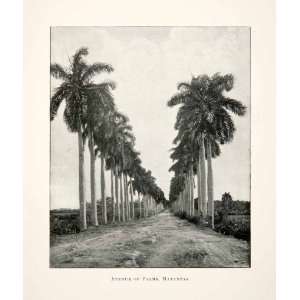  1896 Print Avenue Palms Matanzas Cuba Tree lined Boulevard 