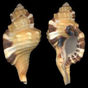 Bestshells Cymatium Grandimaculata 80.04 mm Fine + +  