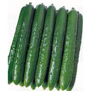  Cucumber Japanese Tsuyataro Seeds .5 Grams Patio, Lawn 