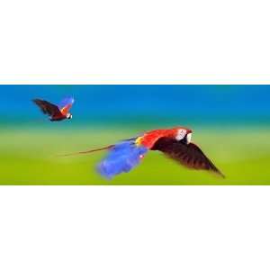  MOVING PICTURE 3D BOOKMARK ~ MACAWS 