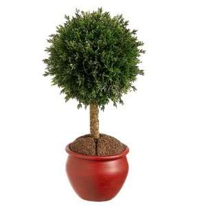  9 Cedar Ball Topiary in Pot Green Gold (Pack of 6)