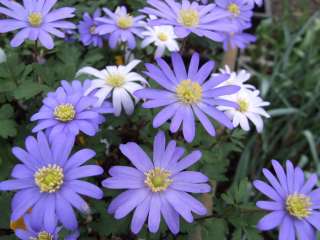   anemone blanda makes an attractive ground cover with daisy like