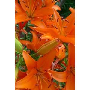  Orange Lillys 13x19 In. Print 