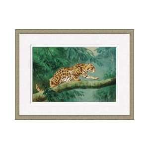 Leopard Cat Hunting Wild Bird Framed Giclee Print