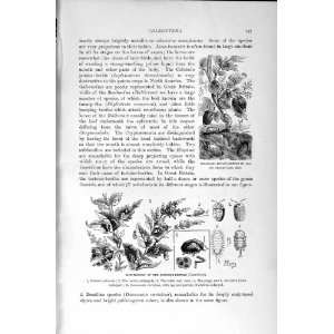   NATURAL HISTORY 1896 COLORADO BEETLE LADYBIRDS INSECTS
