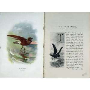  1901 Swaysland Wild Birds Storm Petrel Web Footed Bird