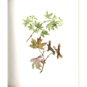    Perrin Ltd Ed 1914 Flowering Plant The Hedge Maple
