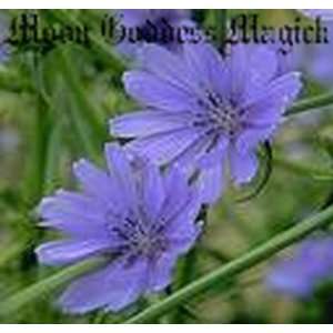   . Chicory Root~HERB~removing obstacles, invisability 