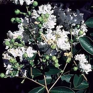  CRAPEMYRTLE ACOMA / 1 gallon Potted Patio, Lawn 
