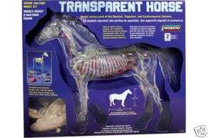 TRANSPARENT HORSE MODEL LINDBERG BODY& BONES SCIENCE  
