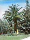 Canary Island Date Palm Tree 1000 Seeds Phoenix canariensis