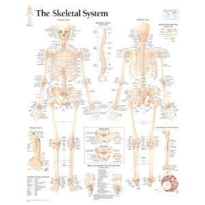    (22x28) Laminated The Skeletal System Chart Poster