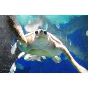  Art by Seala A Swimming Turtle Photography Art 