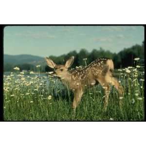   inch Wildlife Baby Canvas Art Mule Deer,young fawn
