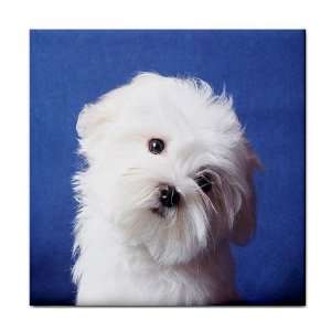 maltese Puppy Dog 3 Tile Coasters (Set/4) HH0723