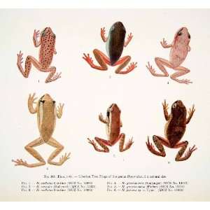  1930 Color Print Liberian Tree Frogs Genus Hyperolius 