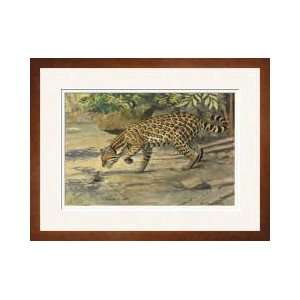 Ocelot Or Tigercat Sniffing A Butterfly Framed Giclee Print  
