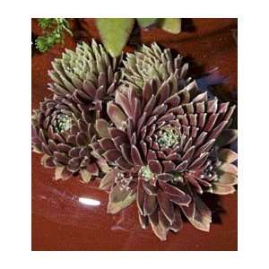  Sempervivum Purple Passion Patio, Lawn & Garden