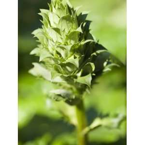  Bears Breeches Flower Bud, Acanthus Mollis Stretched 