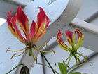 Gloriosa Lily Seeds Flame like Flowering Vine