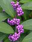 Beauty Berry Bushes Callica​rpa dichotoma Rare Plant