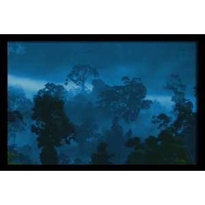   Rainforest at Twilight, 20 x 30 Poster Print, Framed