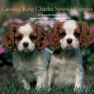 2011 Dog Calendars Cavalier King Charles Spaniel Puppies   16 Month 