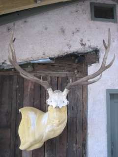 6x5 ELK RACK Antlers taxidermy mount deer mule whitetail moose bear 