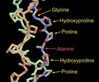 what is collagen peptide collagen is a protein with a molecular weight 