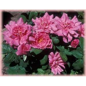  Perfume Delight (Rosa Hybrid Tea)   Bare Root Rose Patio 