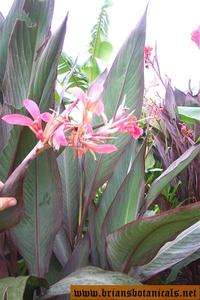 Canna Bird Of Paradise   Tropcial exotic plant  