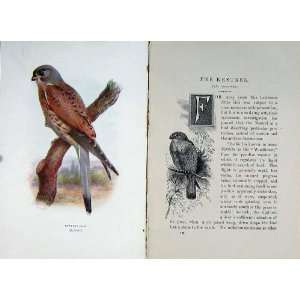 Kestrel Windhover 1901 Swaysland Wild Birds Colour 