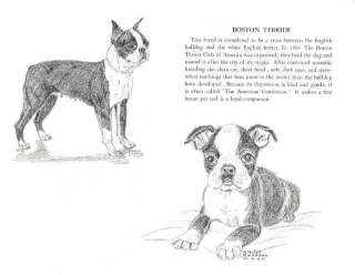 Boston Terrier   Vintage Dog Print   1958 G. Cook  